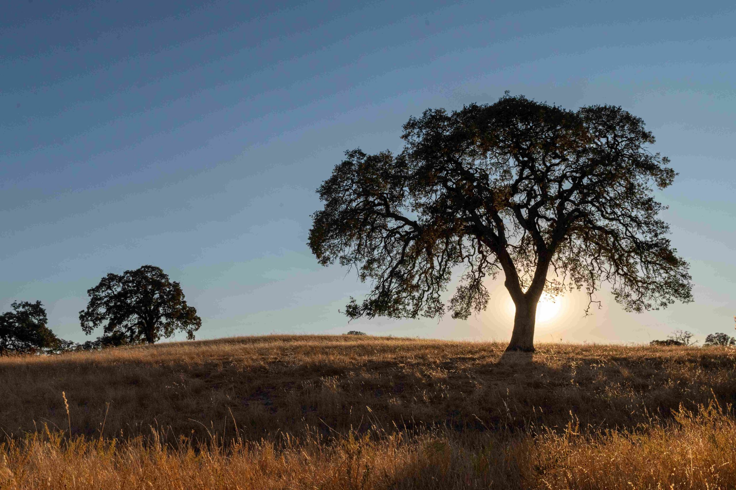 A lone tree on a grassy hillside at sunset with a clear sky in the background.